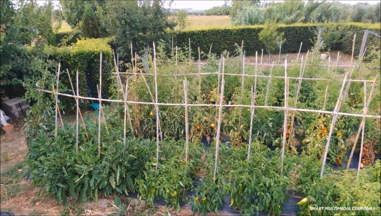 Podere Campi Al Mare Donoratico Exterior foto